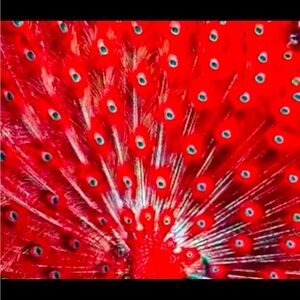 Meet your Posher, GRACE JADE